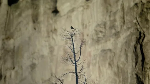 Bird perches on top of Tree at Smith Rock, Central OR Stock Footage 83230519