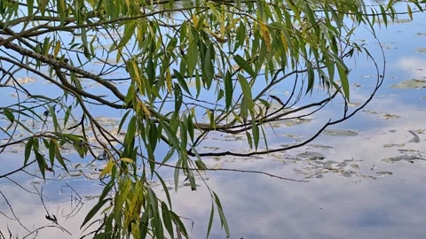 A bird perches on a tree branch above a body of water Stock Footage 344796736