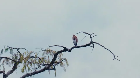 A bird perches on a tree branch against a cloudy sky in Ecuador. Stock Footage 345642132