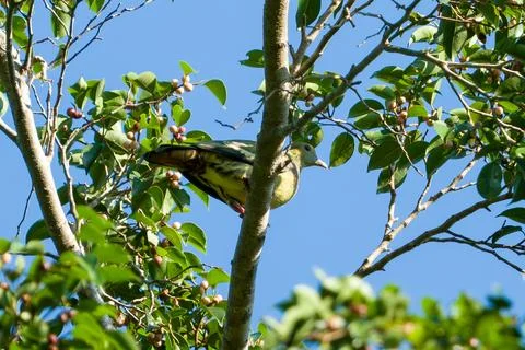 Bird perches on tree branch amid green leaves and red berries Stock Photos