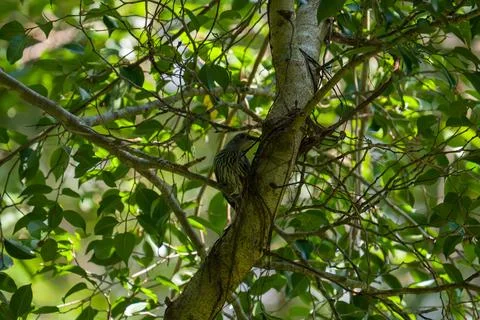 Bird perches on tree trunk, nestled among green leaves Stock Photos