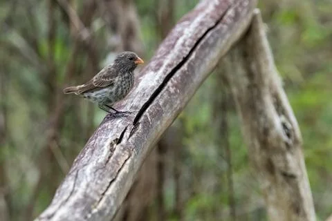 Bird perches on weathered branch, delicate feathers against blurred backgroun Фото