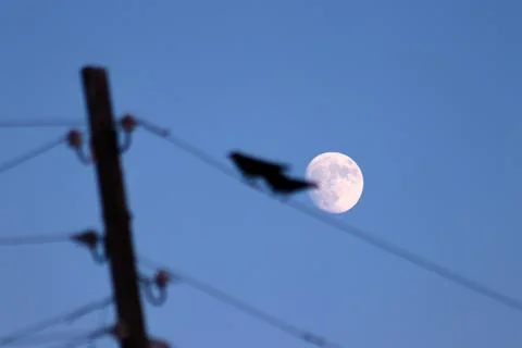 A bird perches on a wire with a moon in the background,creating a tranquil scene Stock Photos