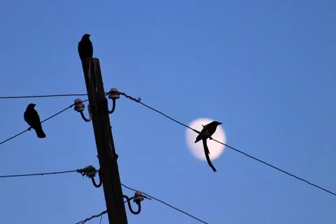 A bird perches on a wire with a moon in the background,creating a tranquil scene Foto stock