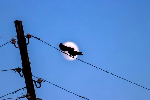 A bird perches on a wire with a moon in the background,creating a tranquil scene Stock Photos
