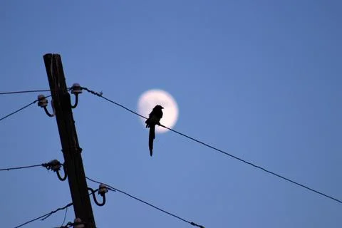 A bird perches on a wire with a moon in the background,creating a tranquil scene Stock Photos
