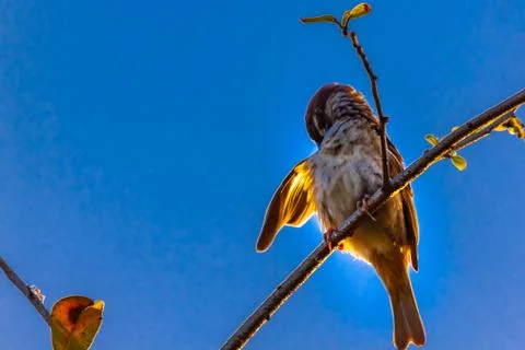 Bird perching and dressing on a tree branch Stock Photos