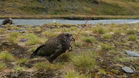 Bird Perching and Taking Off from a Wire - Close Stock Footage 315098720