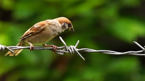 Bird Perching Barbedwire Stock-Footage 27267448