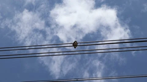 Bird is perching conductors wire isolated on blue sky Stock Footage 140369779