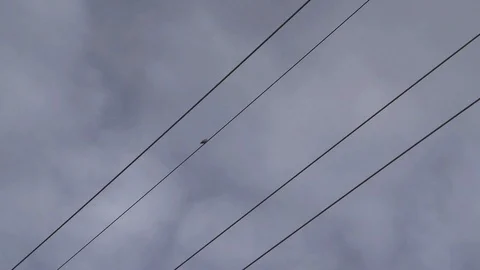 A Bird Perching On Electric Power Cable Video stock 120887070