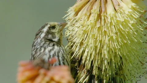 Bird perching on flower eating Vidéo 138892823
