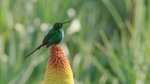 Bird perching looking around then flying off, Ethiopia Video stock 138892738