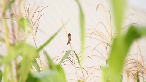 Bird perching on a maize plant Stock Footage 167710093