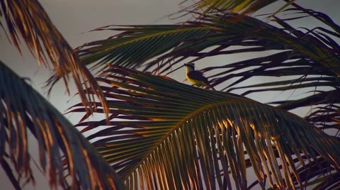 Bird perching on palm leaf, Brazil Stock Footage 60690862