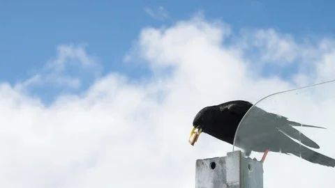 Bird perching on the pole with the food in his mouth Stock Footage 116789239
