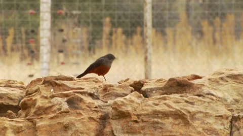 Bird perching on rock Stock Footage 54590552