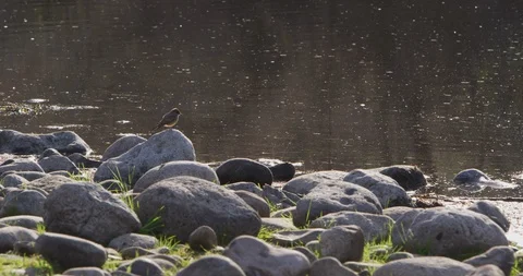 Bird perching on rock at the lakeshore Stock Footage 101220241