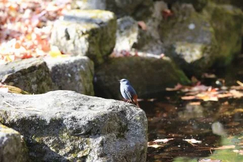 Bird perching on the rock Stock Photos