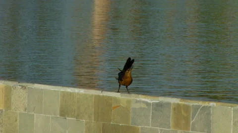 Bird perching on side wall Video stock 57814851