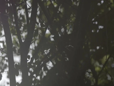 Bird perching on a tree branch on a sunny day Stock Footage 77809601
