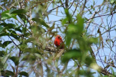 Bird perching on a tree Stock Photos