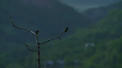 Bird perching on twig Stock Footage 57814224
