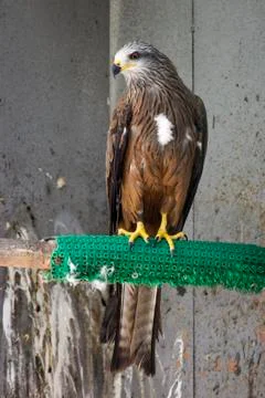 Bird of peregrine Stock Photos
