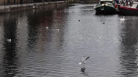 Bird performs perfect landing in water - slow motion Stock Footage 211123754