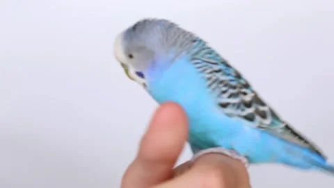 A bird on a person's hand sits playing and flies away. Stock-Footage 244750535