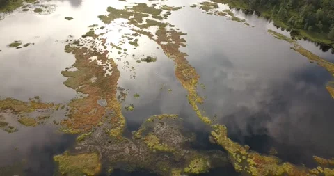 Bird perspective of water in forest Stock Footage 159022917