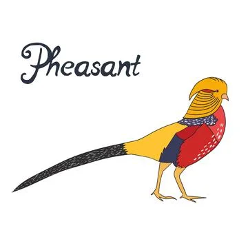 Bird pheasant vector illustration Stock Illustration