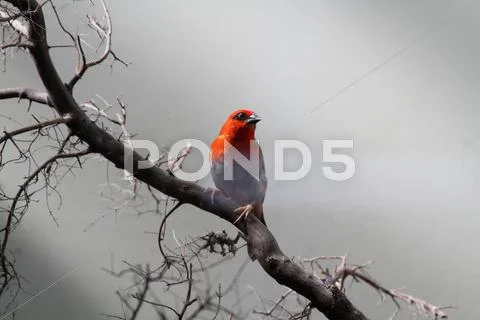 Bird Stock Photos