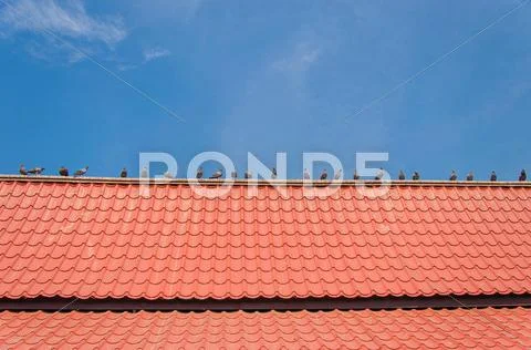 Bird Stock Photos