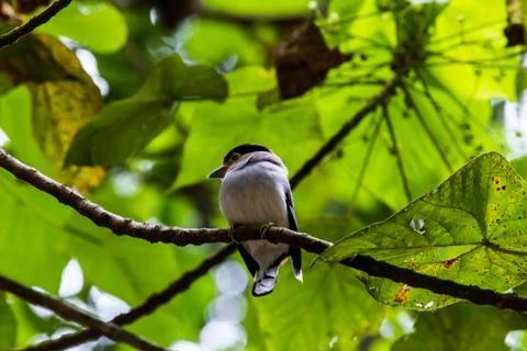 Bird 写真素材