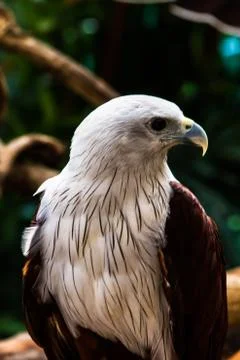 Bird Stock Photos