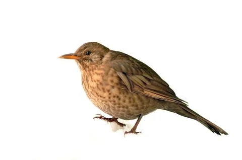 Bird Stock Photos