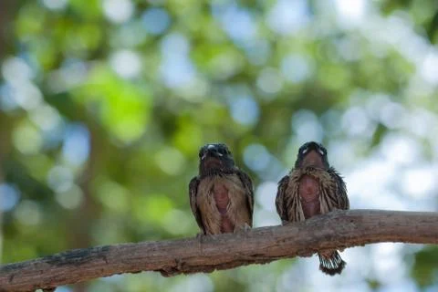 Bird Stock-Fotos