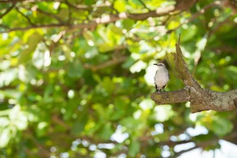 Bird Stock Photos