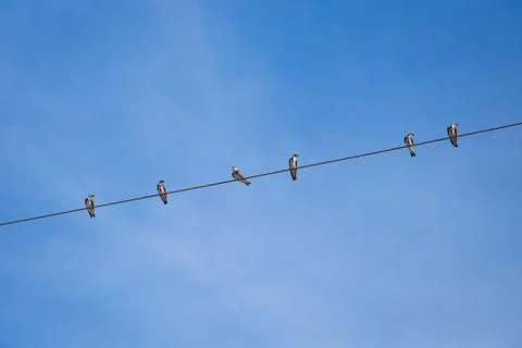 Bird Stock Photos