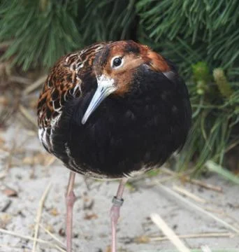 Bird. Fotos de archivo