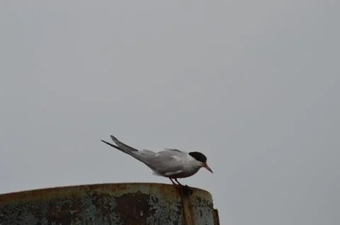 Bird Stock Photos