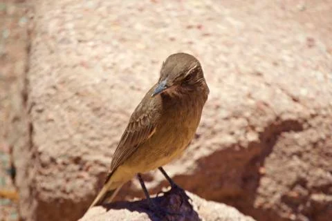 Bird Stock Photos