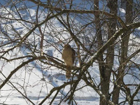 The bird Stockfoto's