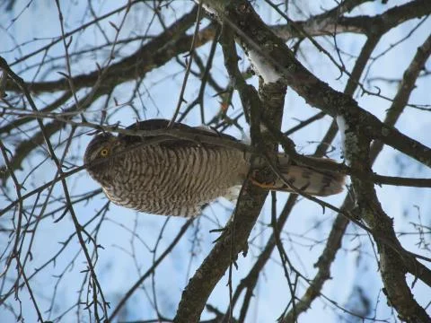 The bird Stockfoto's
