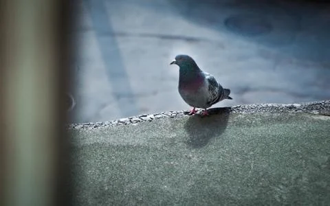 Bird Stock Photos