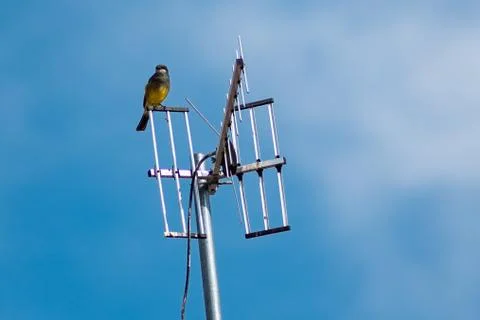 Bird 스톡 사진