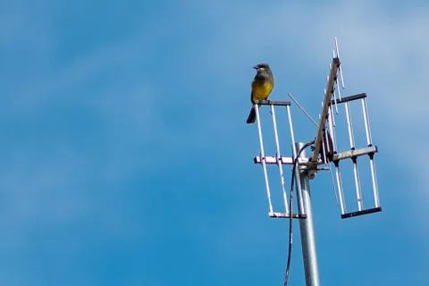 Bird 스톡 사진