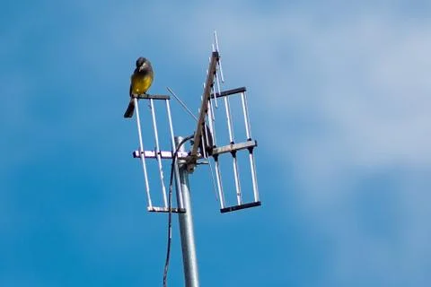 Bird 스톡 사진