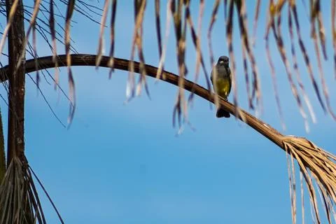 Bird 스톡 사진